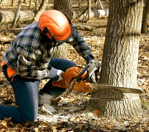 Tree Removal in Evergreen, NC
